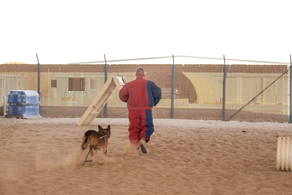 Military Working Dogs Train to Protect the Force