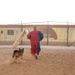 Military Working Dogs Train to Protect the Force