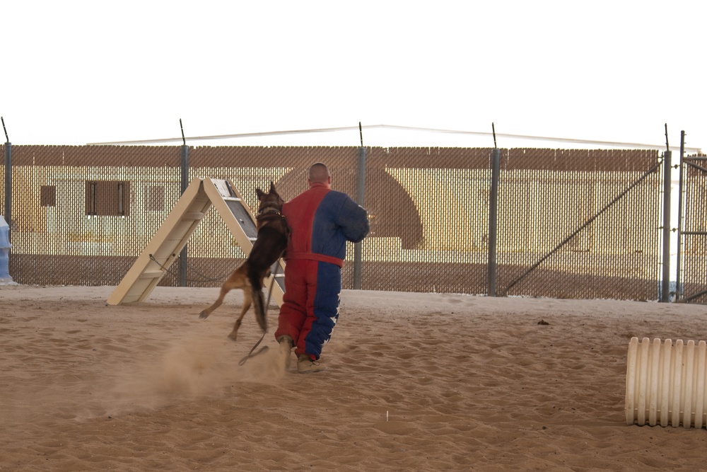 Military Working Dogs Train to Protect the Force