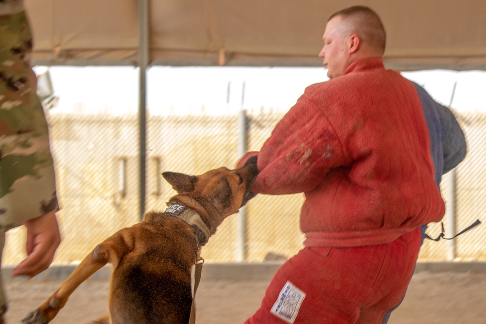 Military Working Dogs Train to Protect the Force