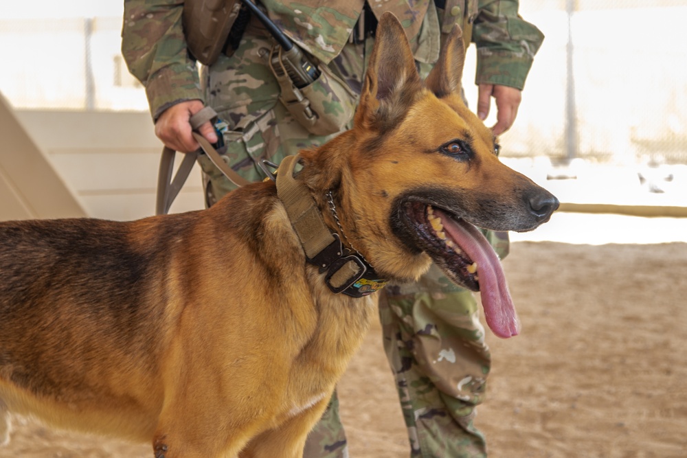 Military Working Dogs Train to Protect the Force