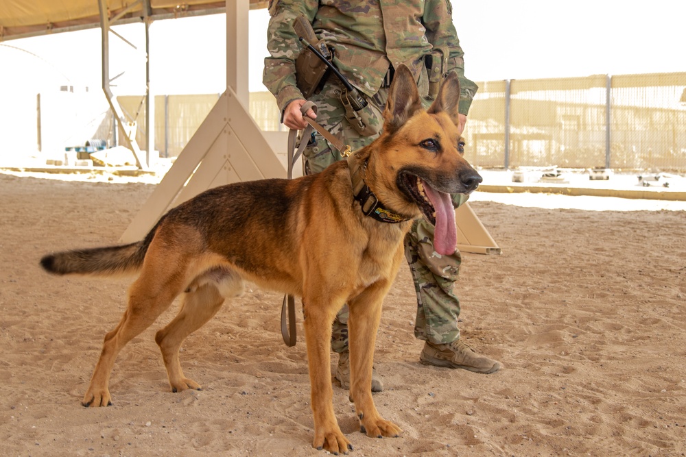 Military Working Dogs Train to Protect the Force