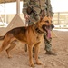 Military Working Dogs Train to Protect the Force
