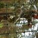 Bulll Troop O-Course