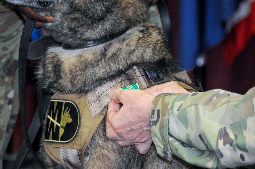 Military Working Dog retirement