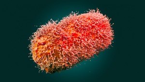 Monkey Pox Awareness