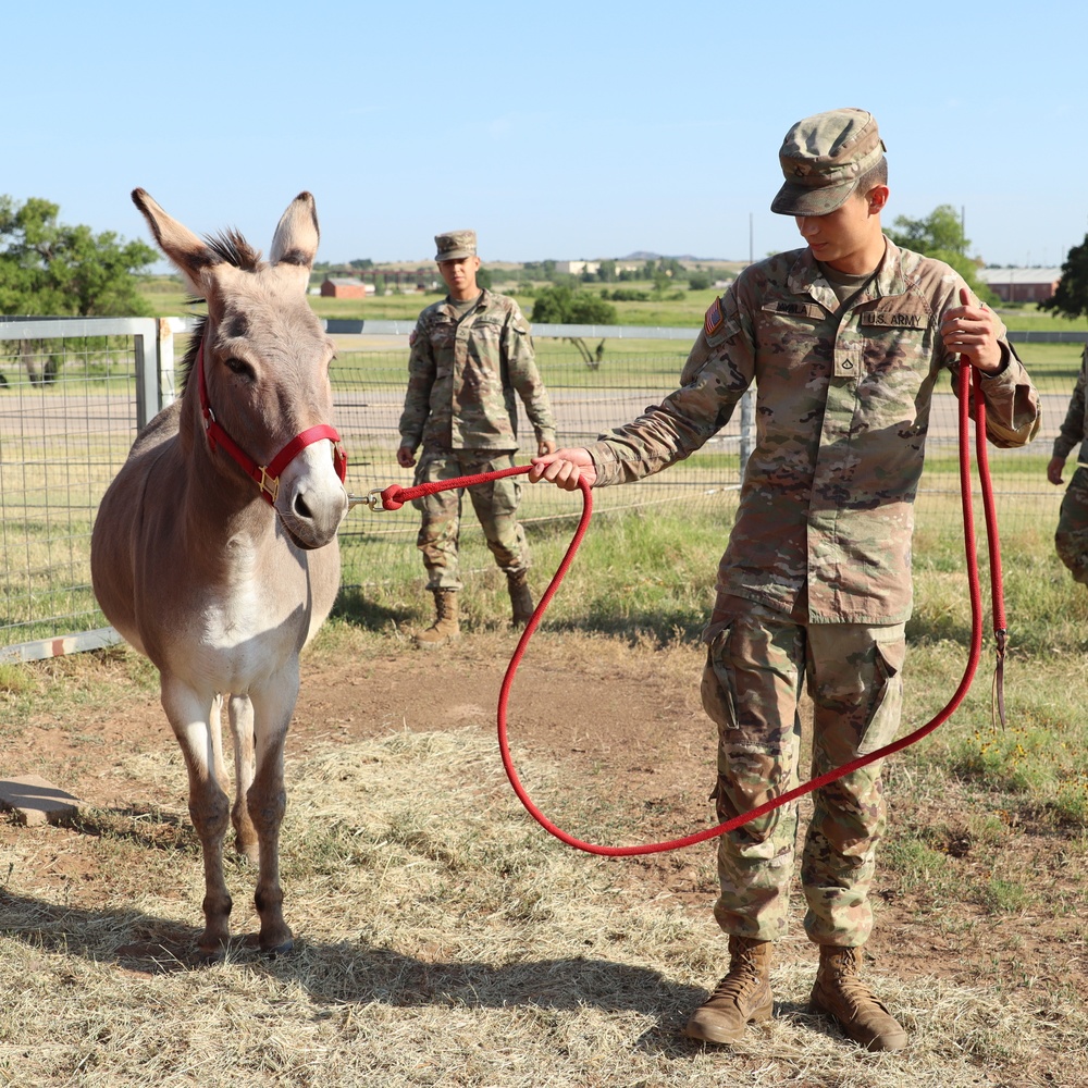 2nd Battalion, 2nd Field Artillery Regiment: A photo essay