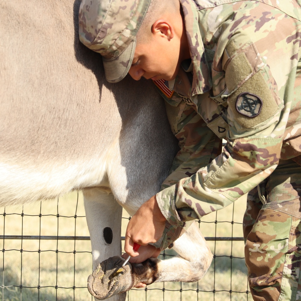 2nd Battalion, 2nd Field Artillery Regiment: A photo essay