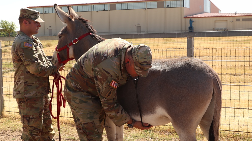 2nd Battalion, 2nd Field Artillery Regiment: A photo essay