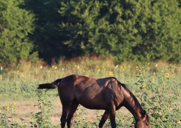 2nd Battalion, 2nd Field Artillery Regiment: A photo essay