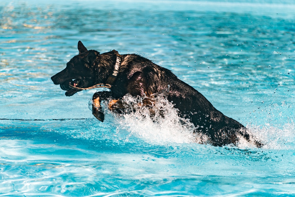 K9 water confidence training