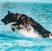 K9 water confidence training