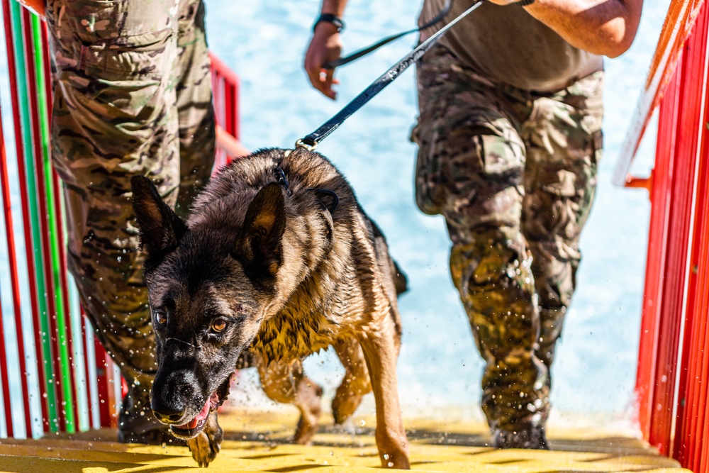 K9 water confidence training