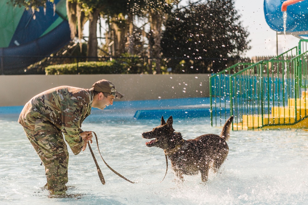 K9 water confidence training