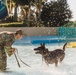 K9 water confidence training