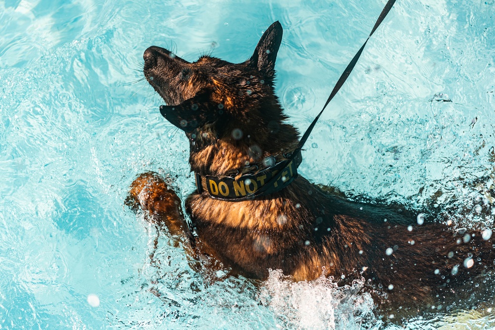 K9 water confidence training