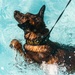 K9 water confidence training