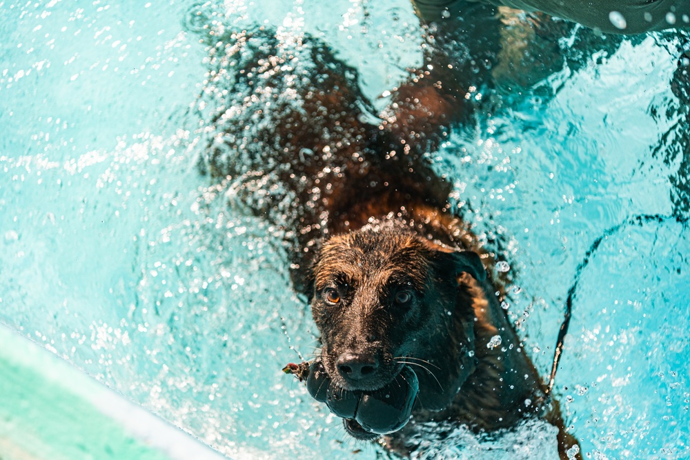 K9 water confidence training