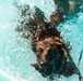 K9 water confidence training