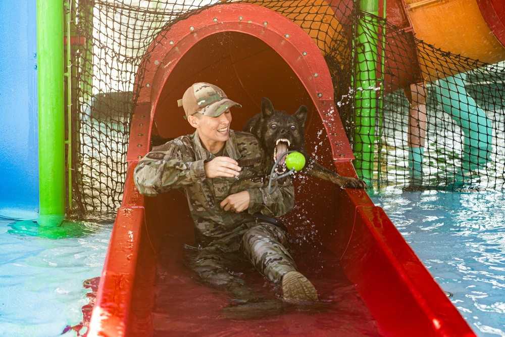 K9 water confidence training