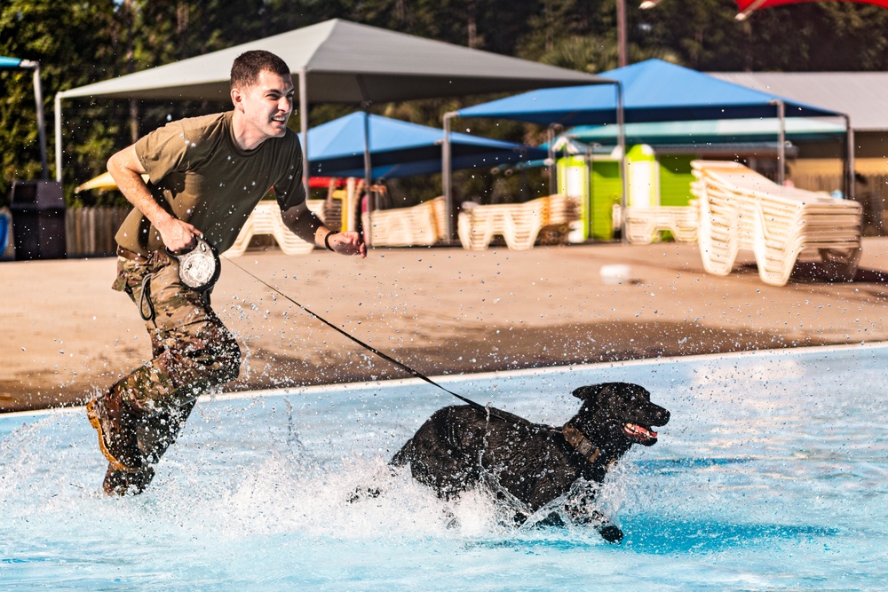 K9 water confidence training