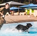 K9 water confidence training