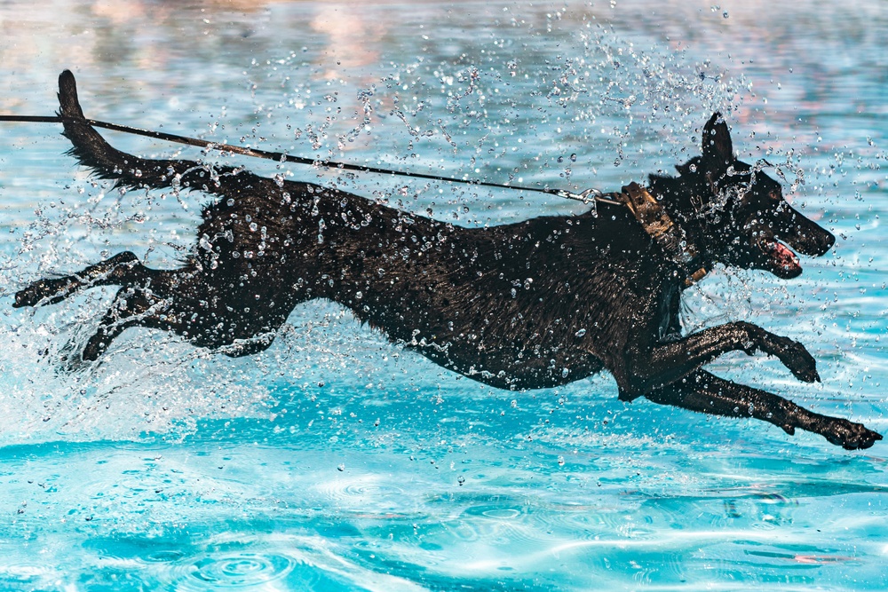 K9 water confidence training