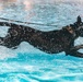 K9 water confidence training