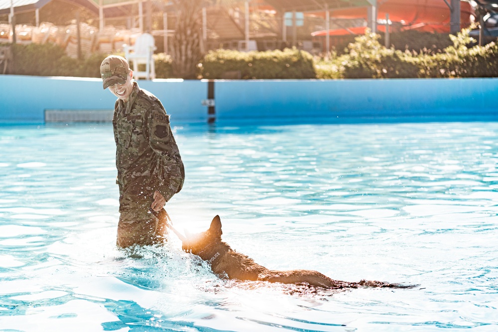 K9 water confidence training