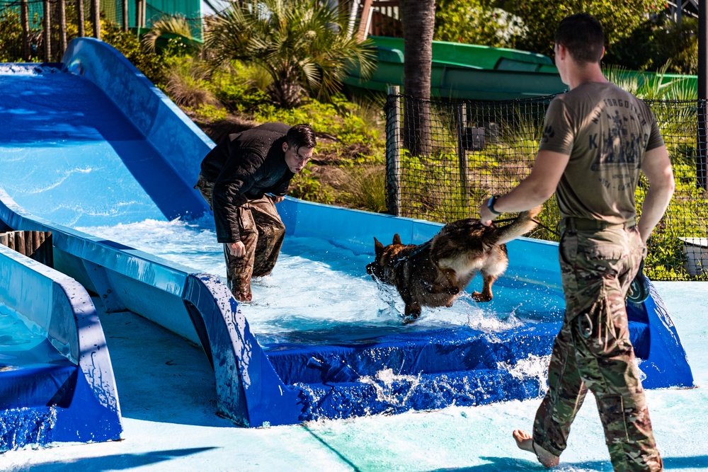 K9 water confidence training