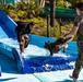 K9 water confidence training