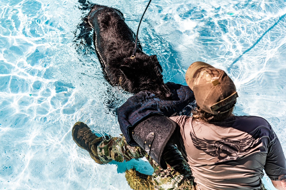 K9 water confidence training