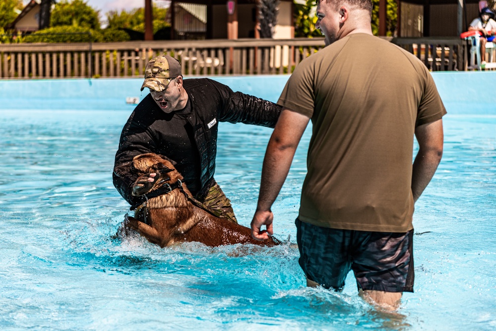 K9 water confidence training