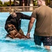 K9 water confidence training