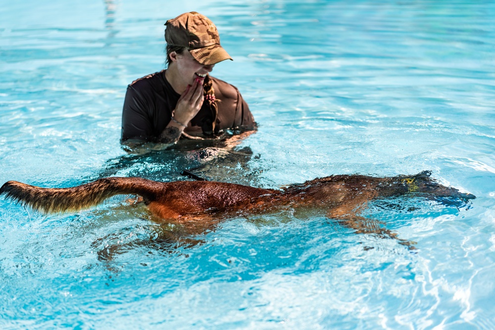 K9 water confidence training