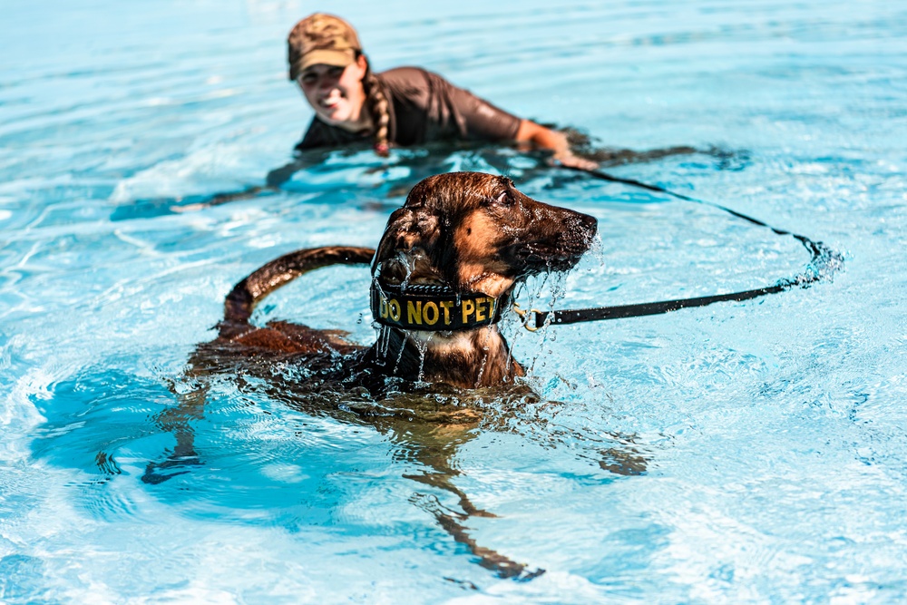 K9 water confidence training