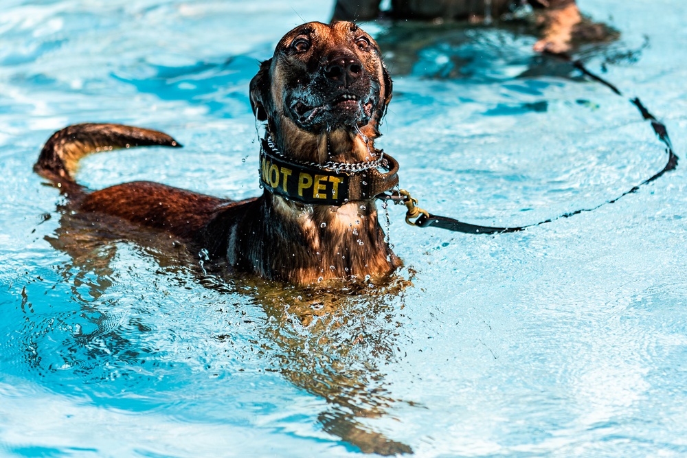 K9 water confidence training