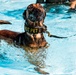 K9 water confidence training