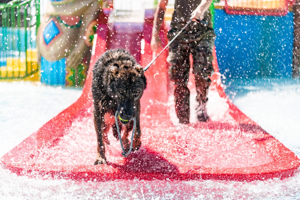 K9 water confidence training