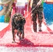 K9 water confidence training