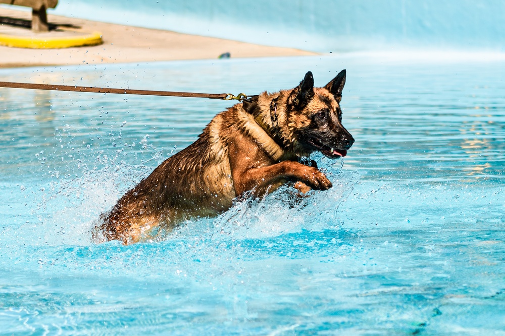 K9 water confidence training