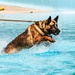 K9 water confidence training