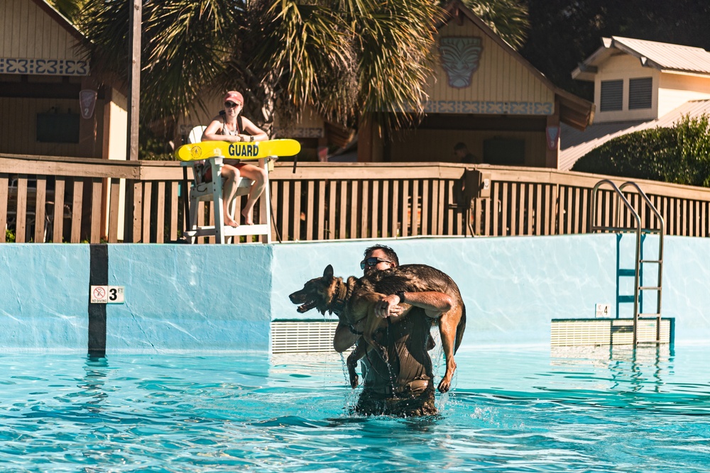 K9 water confidence training