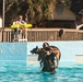 K9 water confidence training