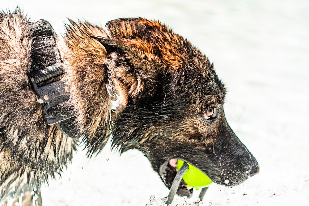 K9 water confidence training