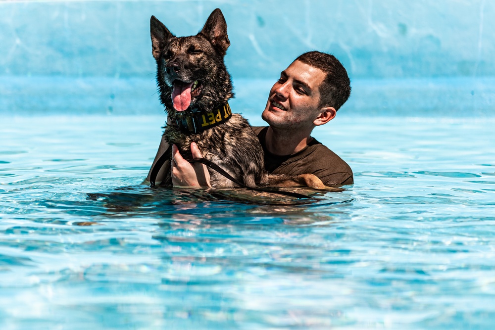 K9 water confidence training