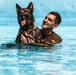 K9 water confidence training