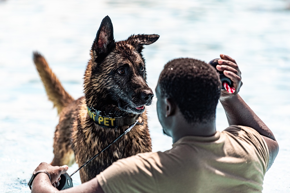 K9 water confidence training