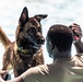 K9 water confidence training