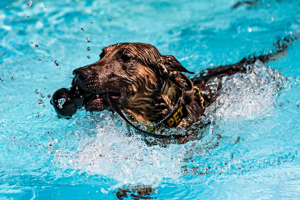 K9 water confidence training